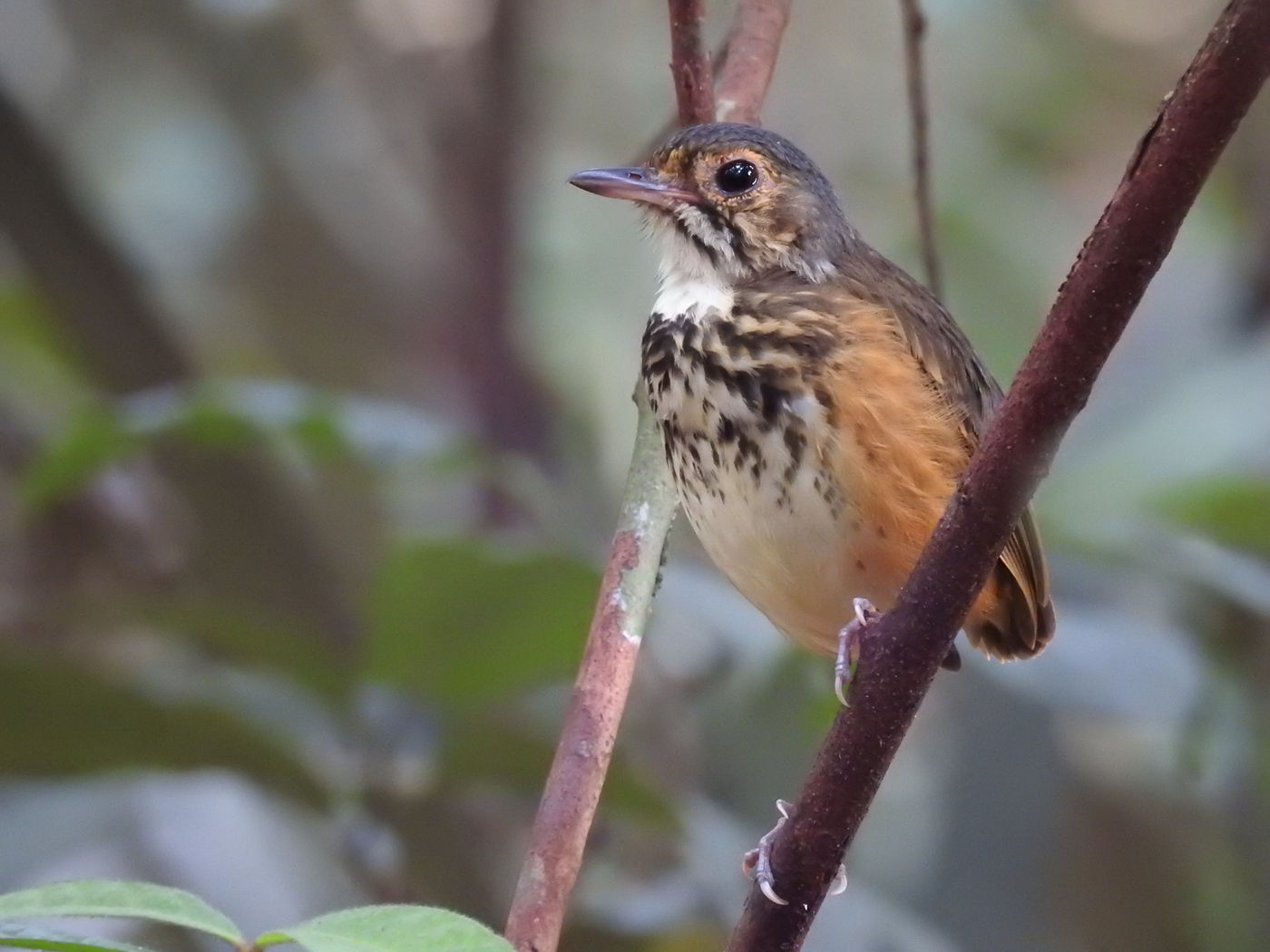 Spotted antpitta in de ondergroei. © Fred Pansa