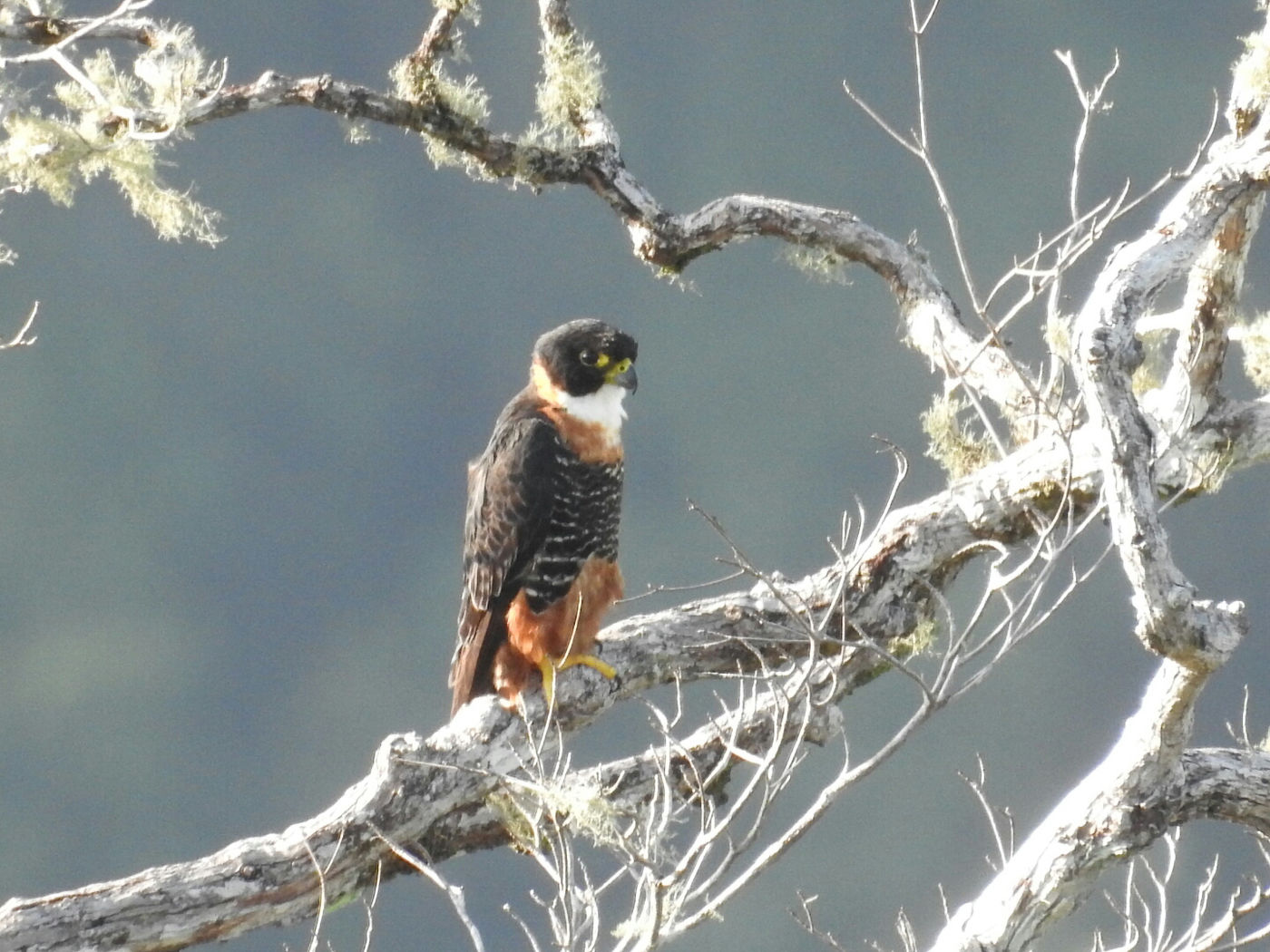 Een rustende bat falcon. © Fred Pansa