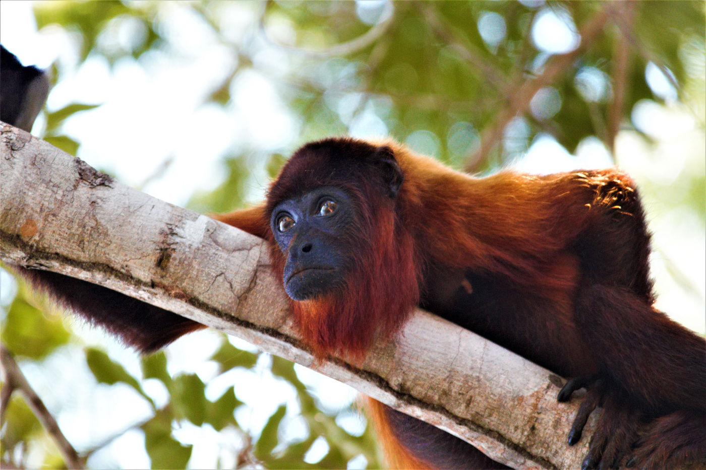 Venezuelan red howler monkey. © Fred Pansa