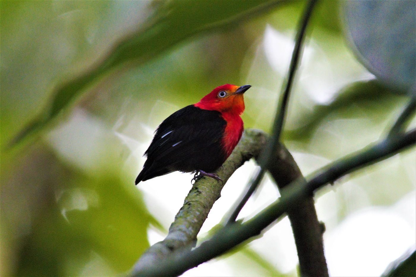 Crimson-hooded manakin. © Fred Pansa