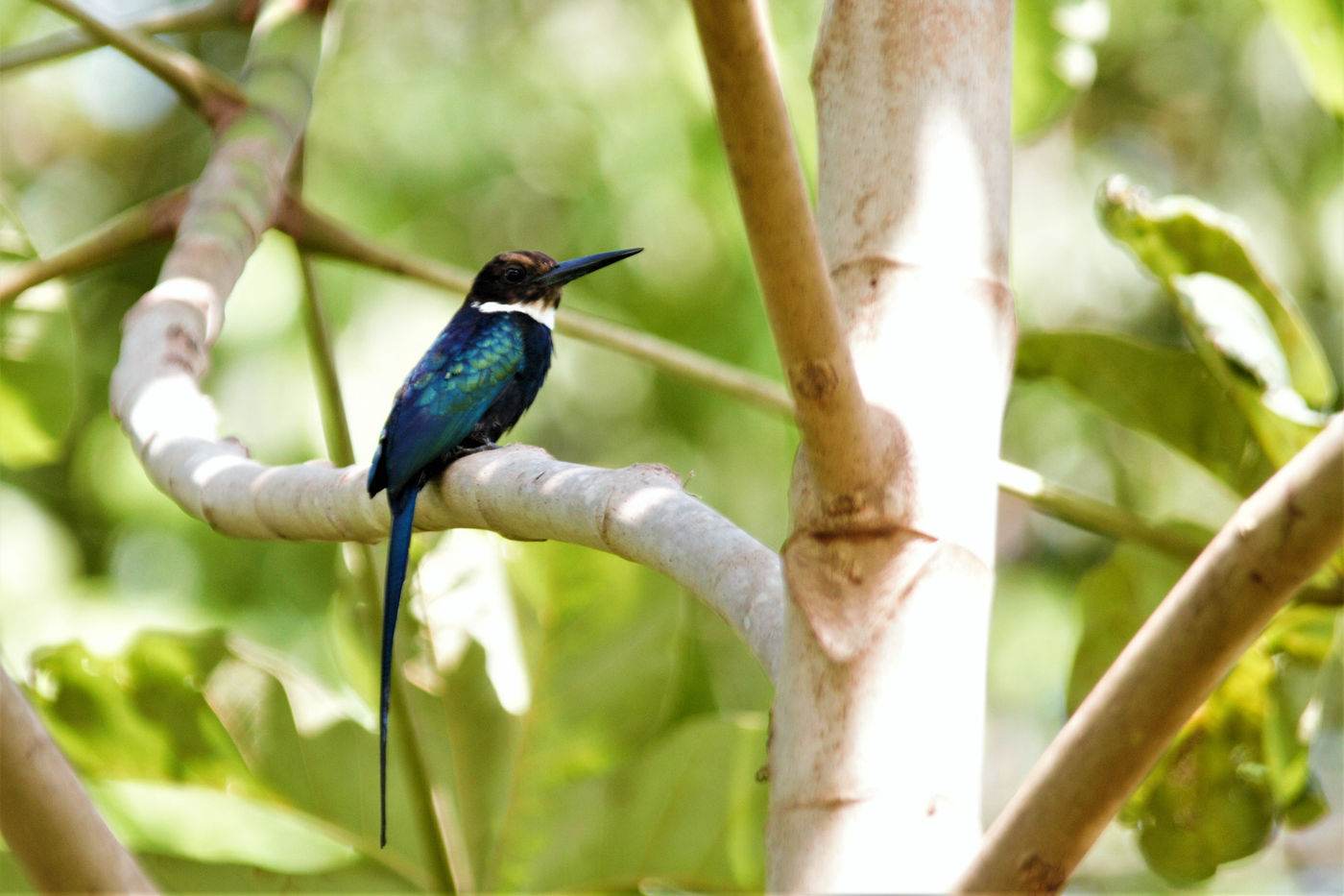 Paradise jacamar. © Fred Pansa