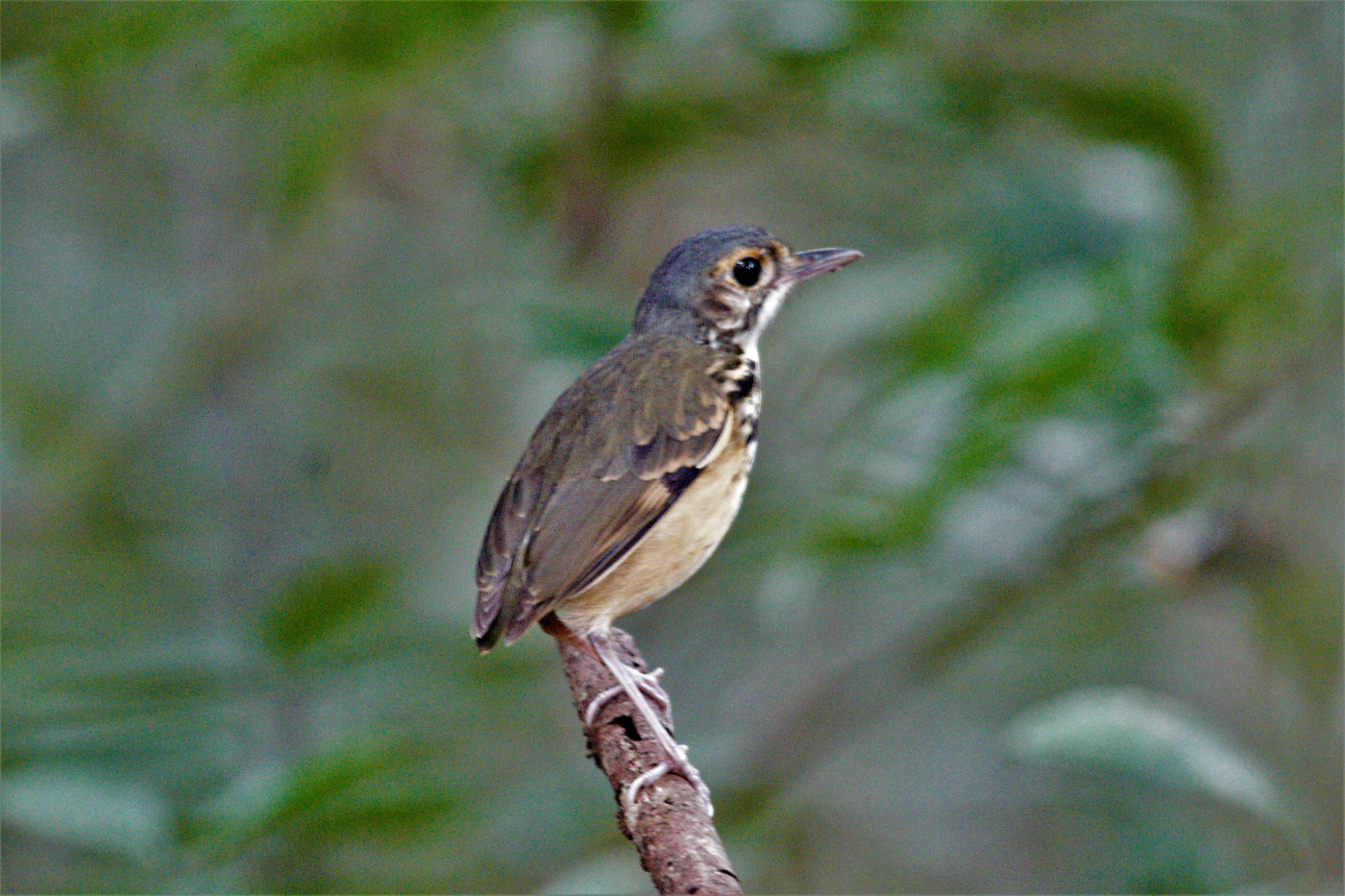 Spotted antpitta. © Fred Pansa