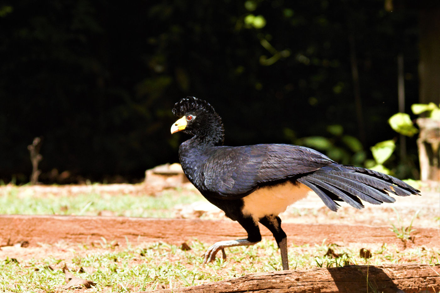 Een black curassow vlucht weg in de vegetatie. © Fred Pansa