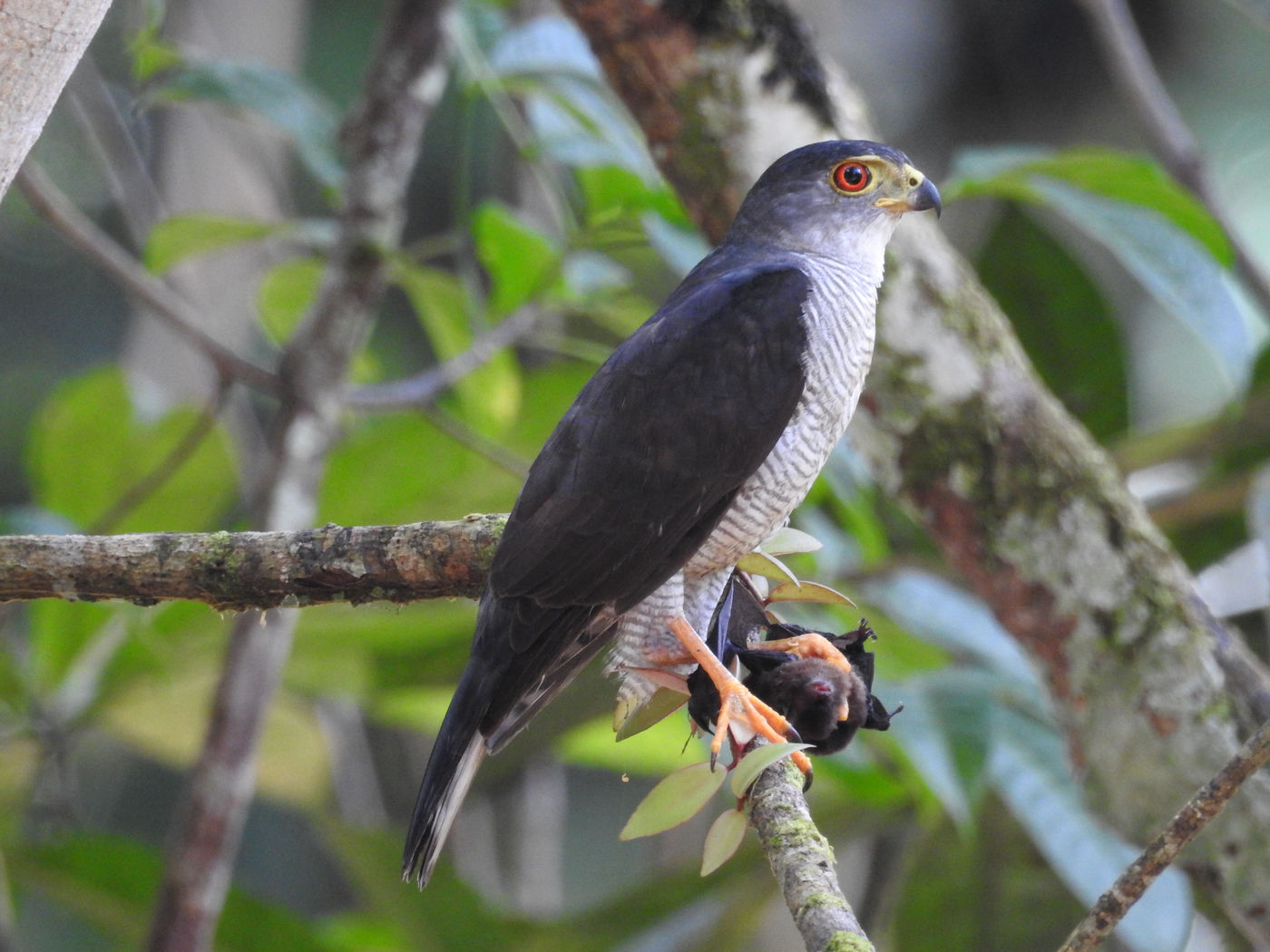 Een tiny hawk met vleermuis als prooi. © Fred Pansa