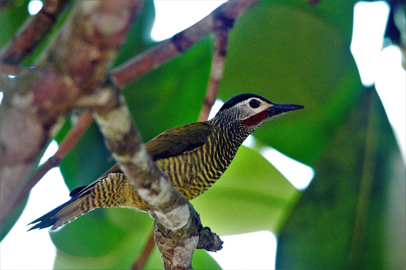 Een mooie golden-olive woodpecker toont zich. © Fred Pansa