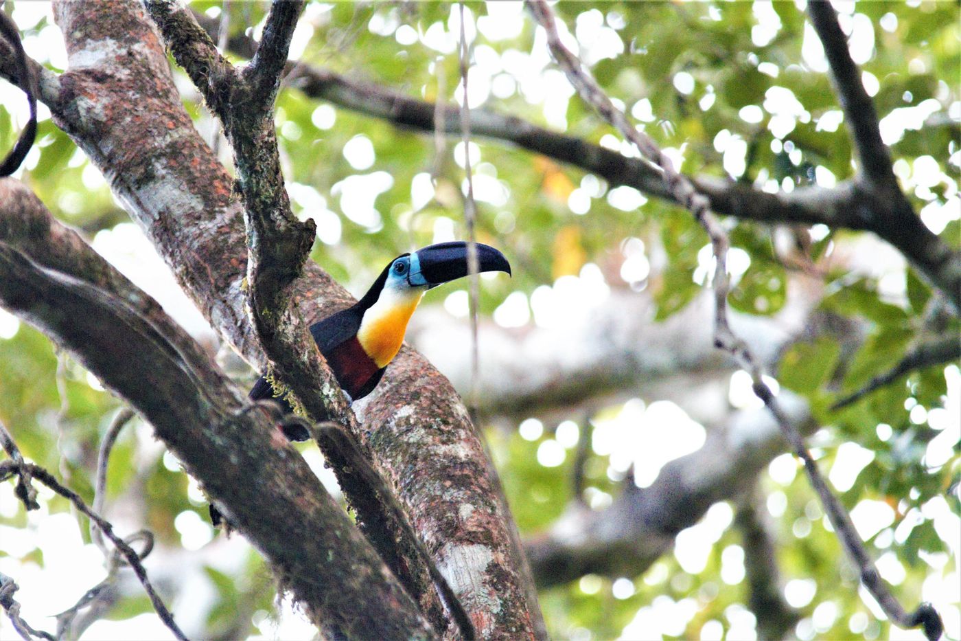 Channel-billed toucan in een boomkruin. © Fred Pansa