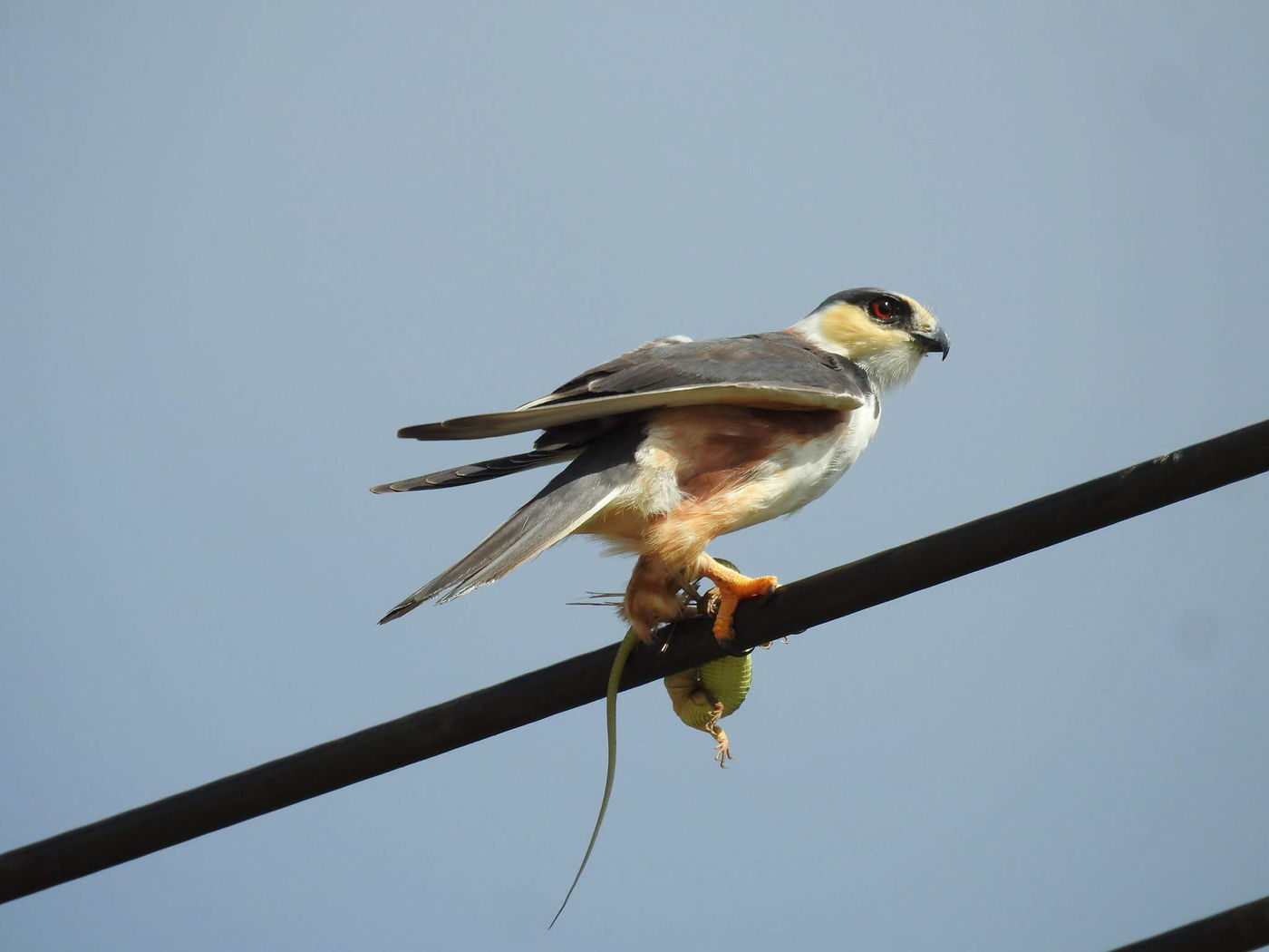 Een pearl kite verorbert een hagedis als prooi. © Fred Pansa