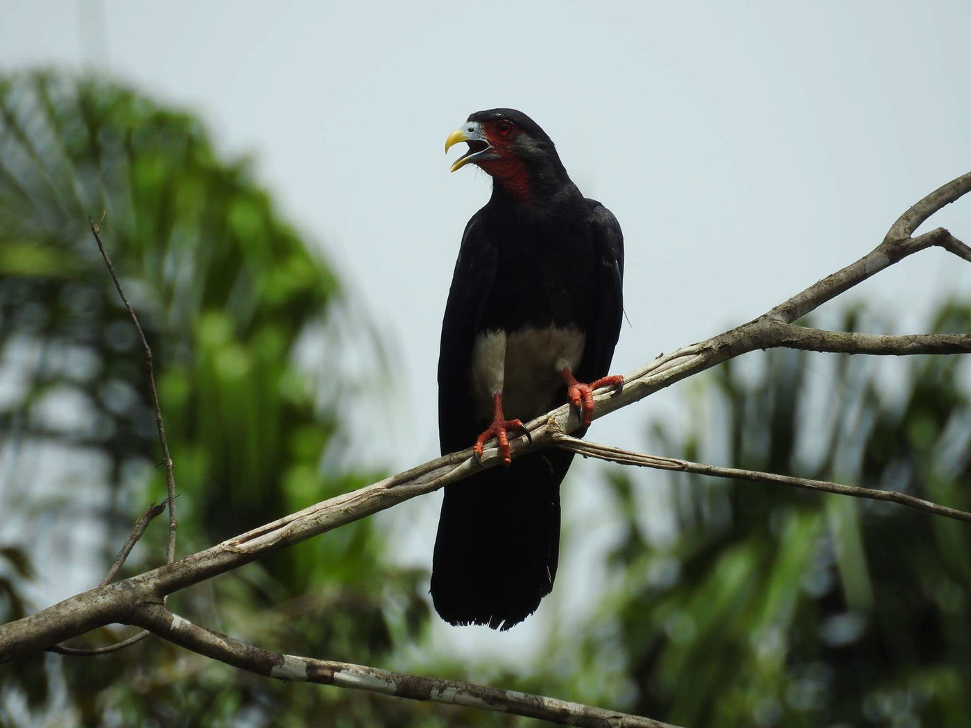 Red-throated caracara. © Fred Pansa