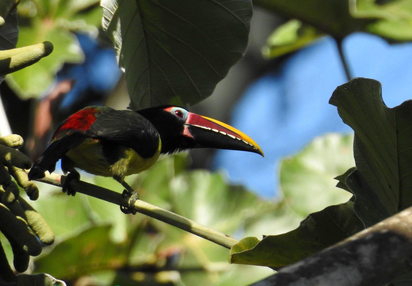 Een green aracari beweegt zich in het bladerdek. © Fred Pansa