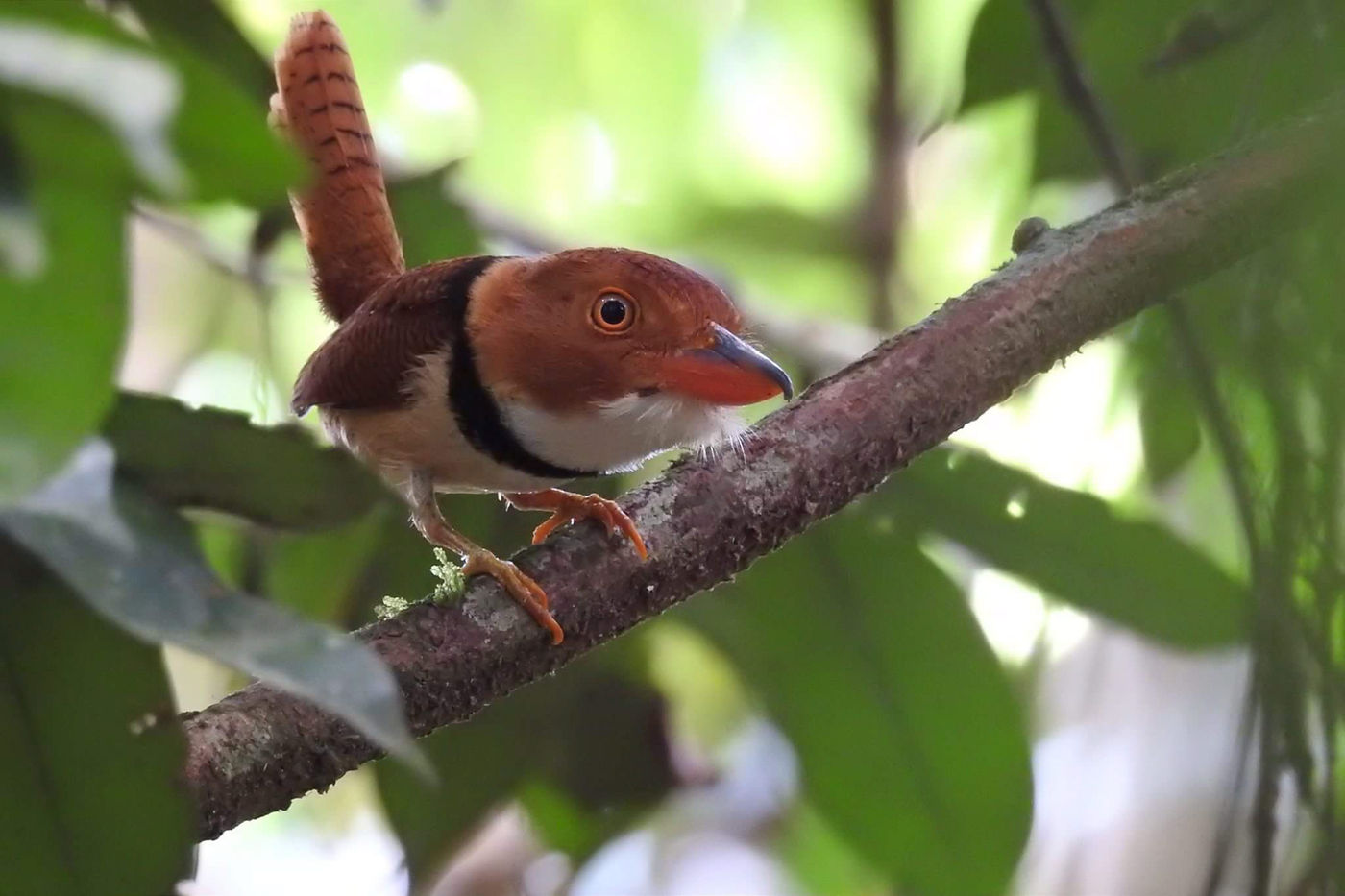 Een nieuwsgierige collared puffbird. © Fred Pansa