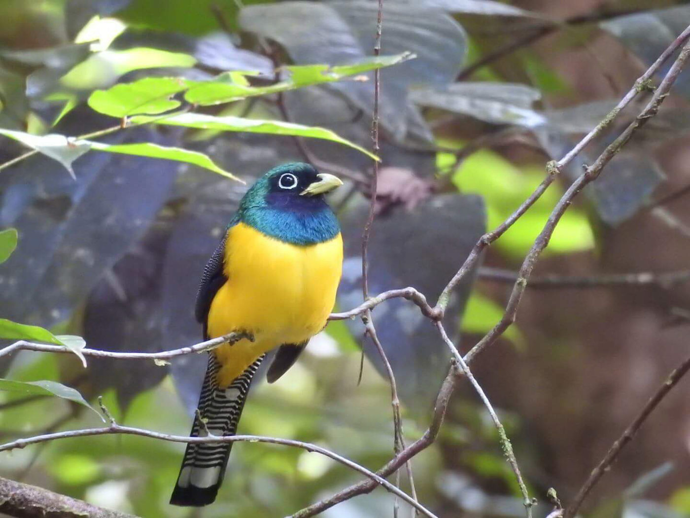 Een black-throated trogon staart rustig voor zich uit. © Fred Pansa