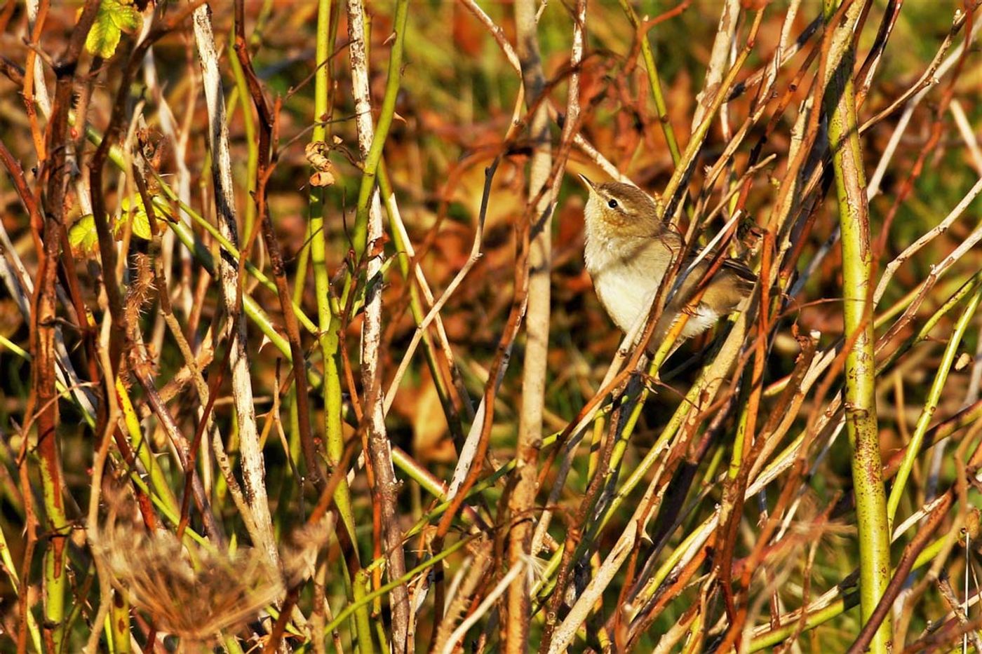 Ce pouillot brun a été observé lors de la dernière édition de ce séjour. Bruine boszanger