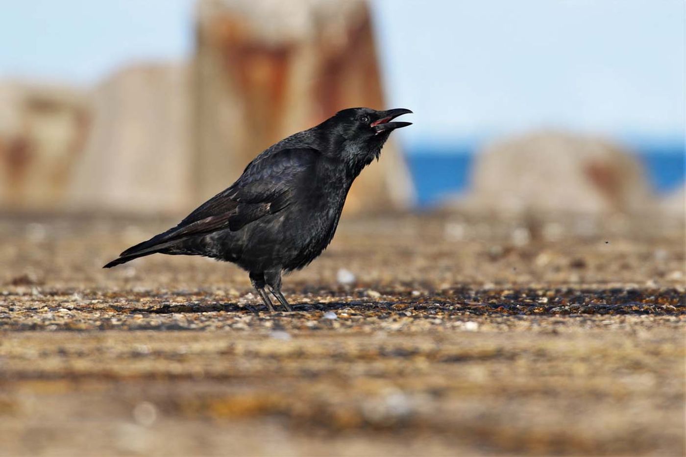 Est ce que tu m'entends?! Zwarte kraai