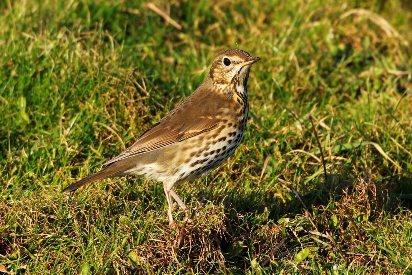 Gros plan sur la grive musicienne. Zanglijster