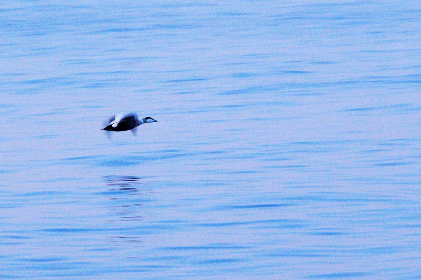 De nombreux eiders à duvets s'observent autour d'Helgoland. Eider
