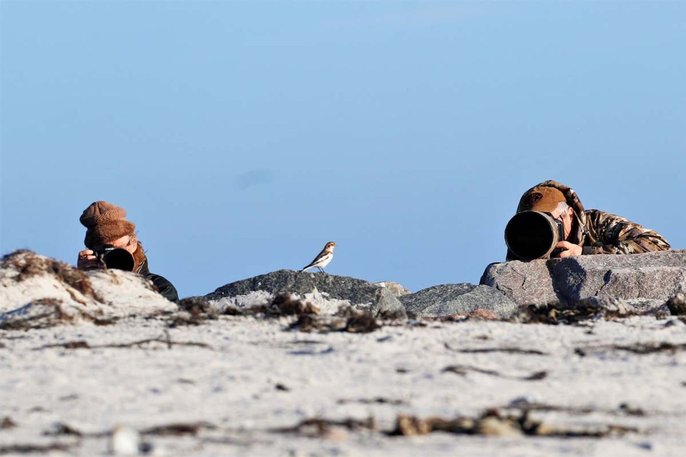 Ce petit bruant des neiges prenait fièrement la pause devant nos participants. Sneeuwgors