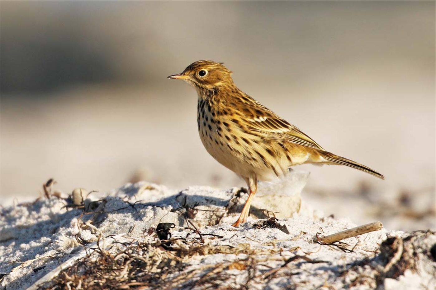 Un autre oiseau attiré par les laisses de marées : le pipit farlouse. Graspieper