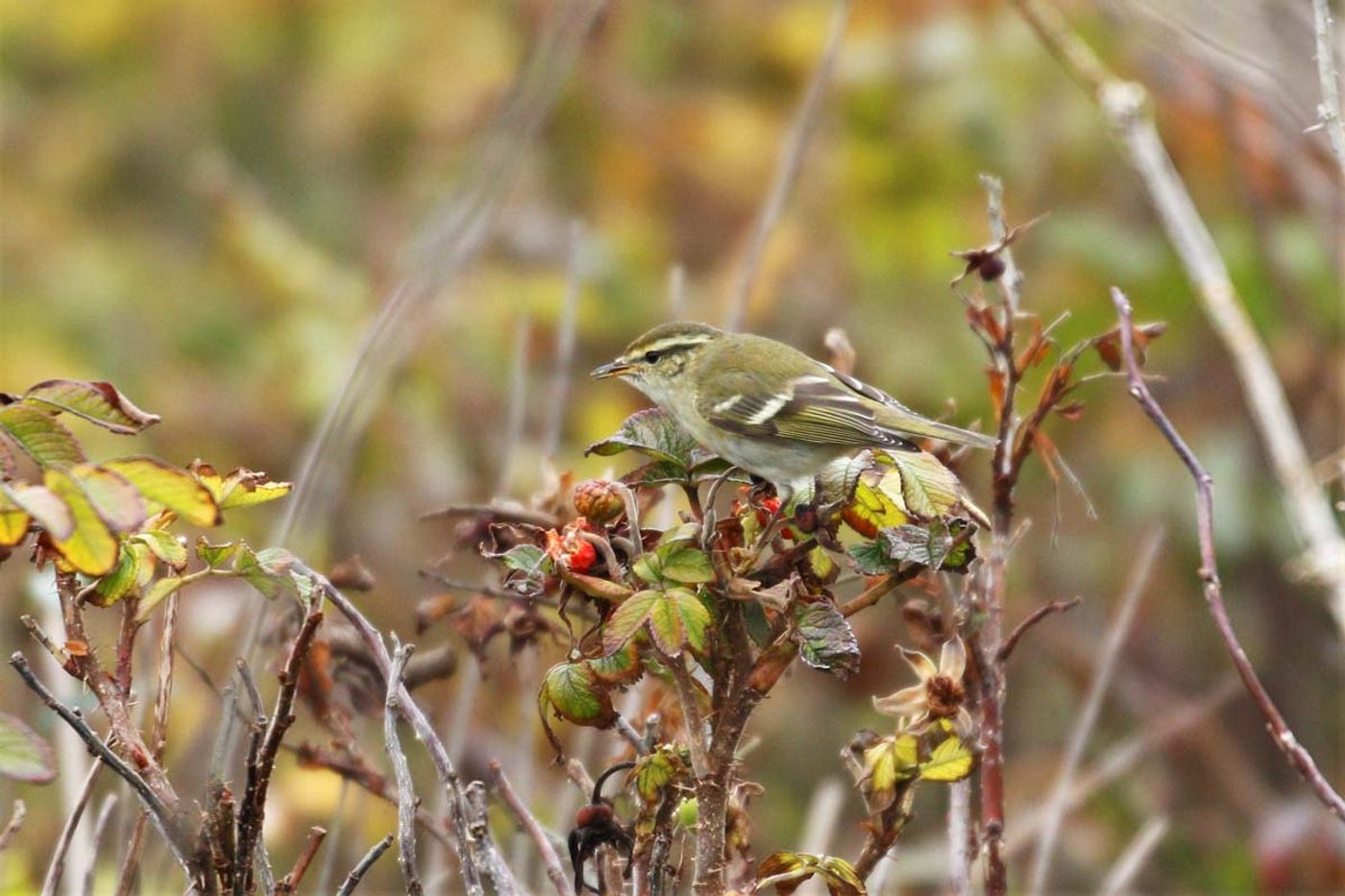 Pouillot à grands sourcils en quête de nourriture. Bladkoning
