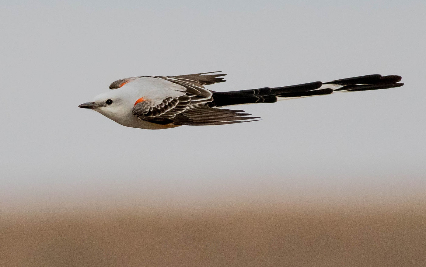 Deze scissor-tailed flycatcher werkte gewillig mee voor een foto. (c) Joachim Bertrands