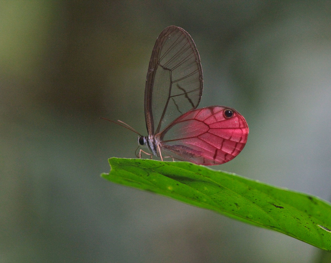 Un papillon spectaculaire parmi tant d'autres ! © Joachim Teunen