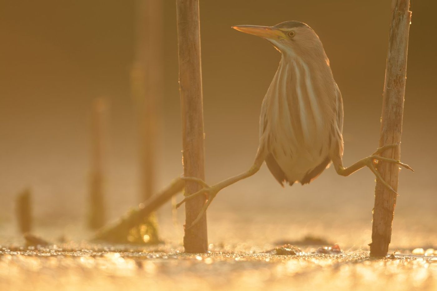 _Yves-Adams_Bulgarije_2016-lente_foto-photo_STARLING_reizen-tours_39 © Yves Adams