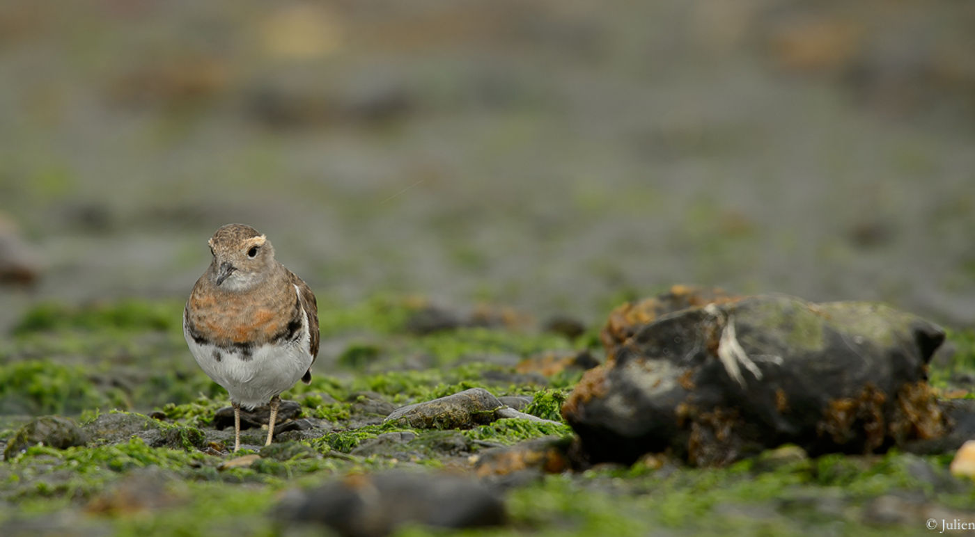 Rufous-chested dotterel. © Julien Herremans