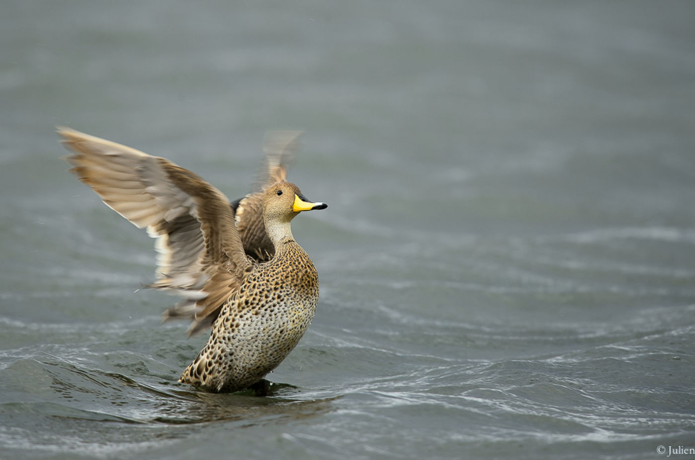 Yellow-billed pintail. © Julien Herremans