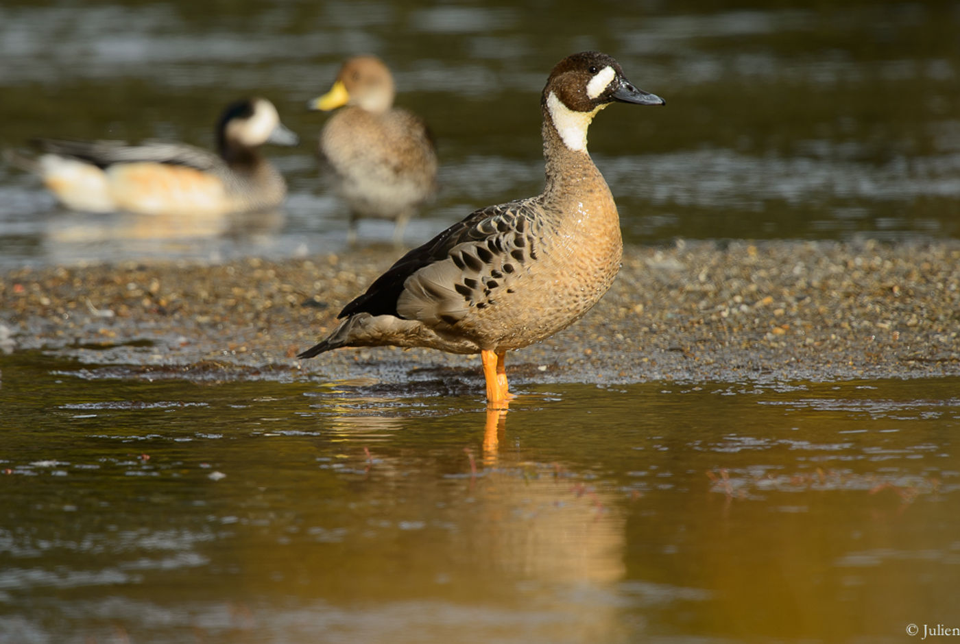 Spectacled duck, een droomsoort. © Julien Herremans