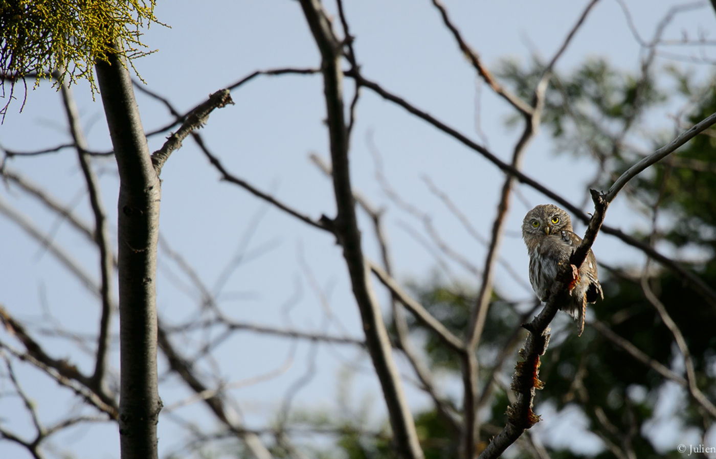 Austral pygmy-owl © Julien Herremans