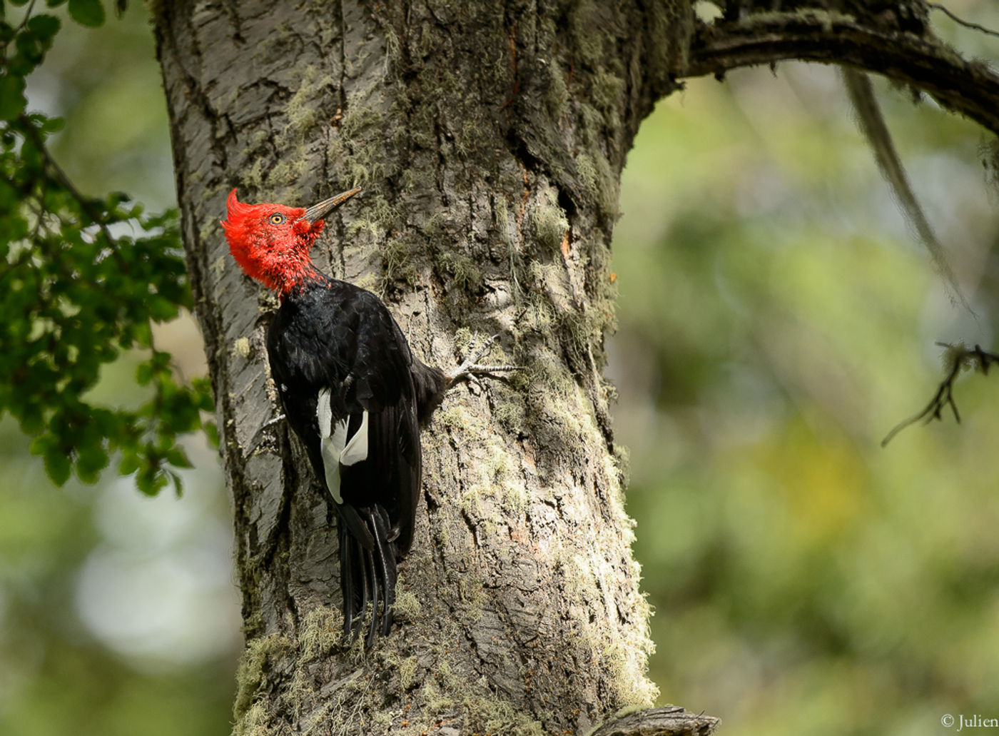 Magellanic woodpecker, subliem geplaat! © Julien Herremans