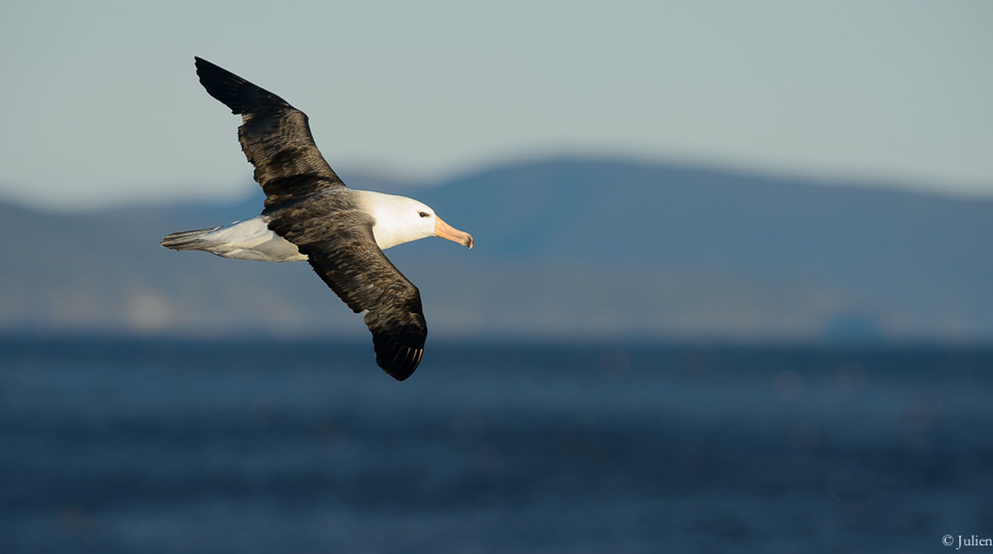 Een black-browed albatross vliegt langs de boot. © Julien Herremans