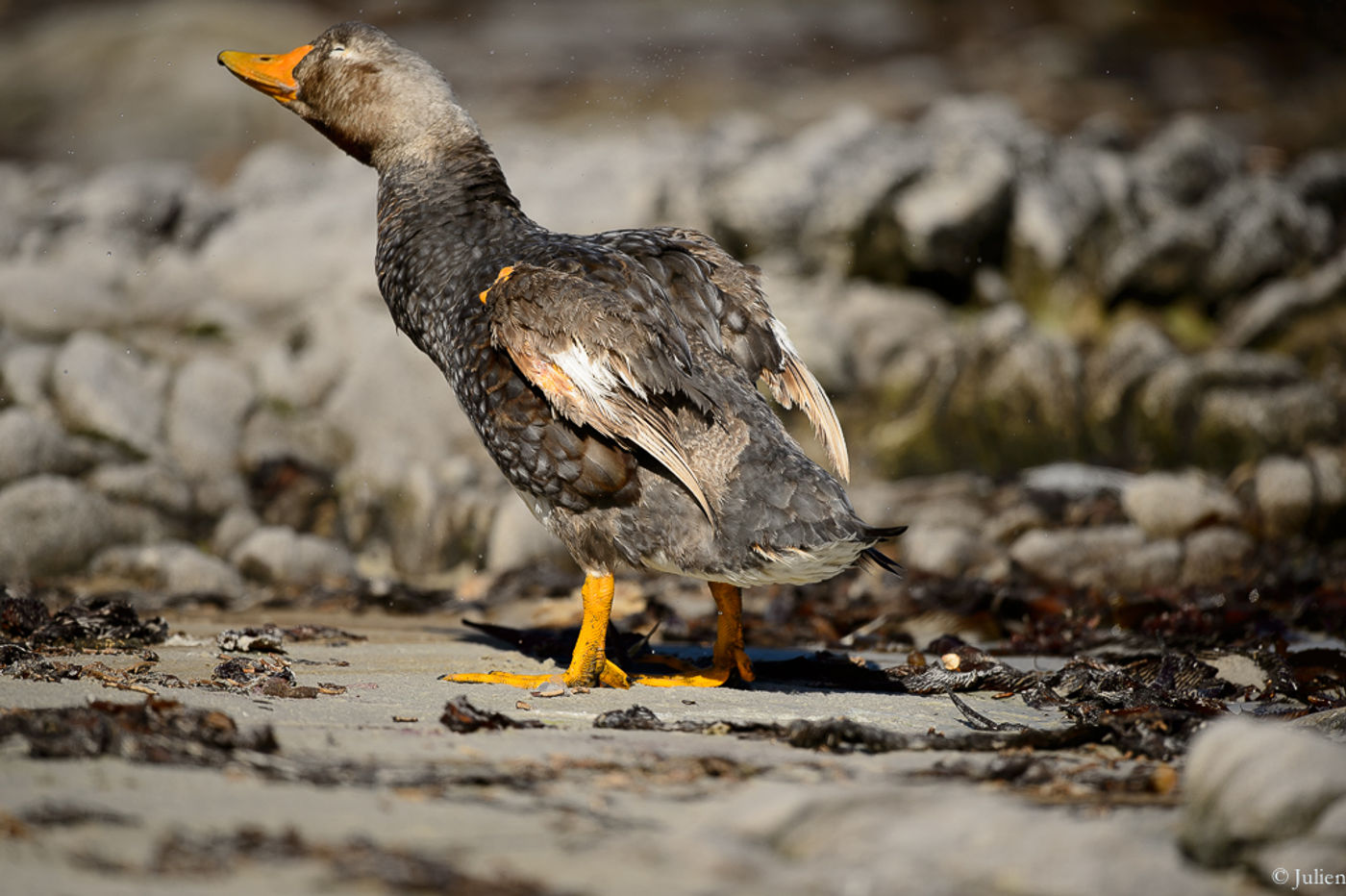Falkland steamer-duck. © Julien Herremans