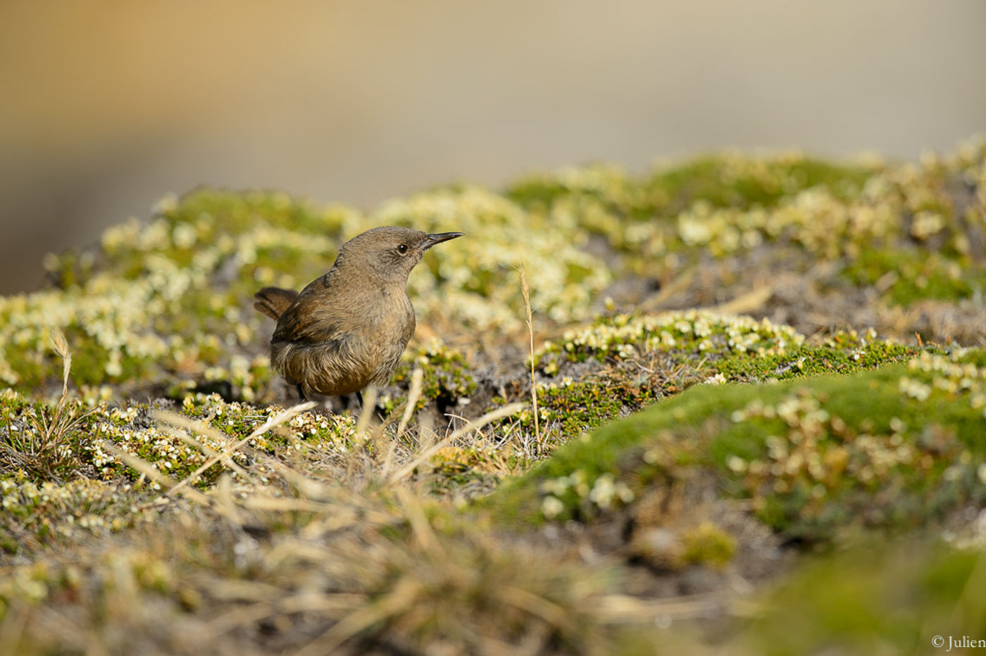 Cobb's wren, een endeem. © Julien Herremans