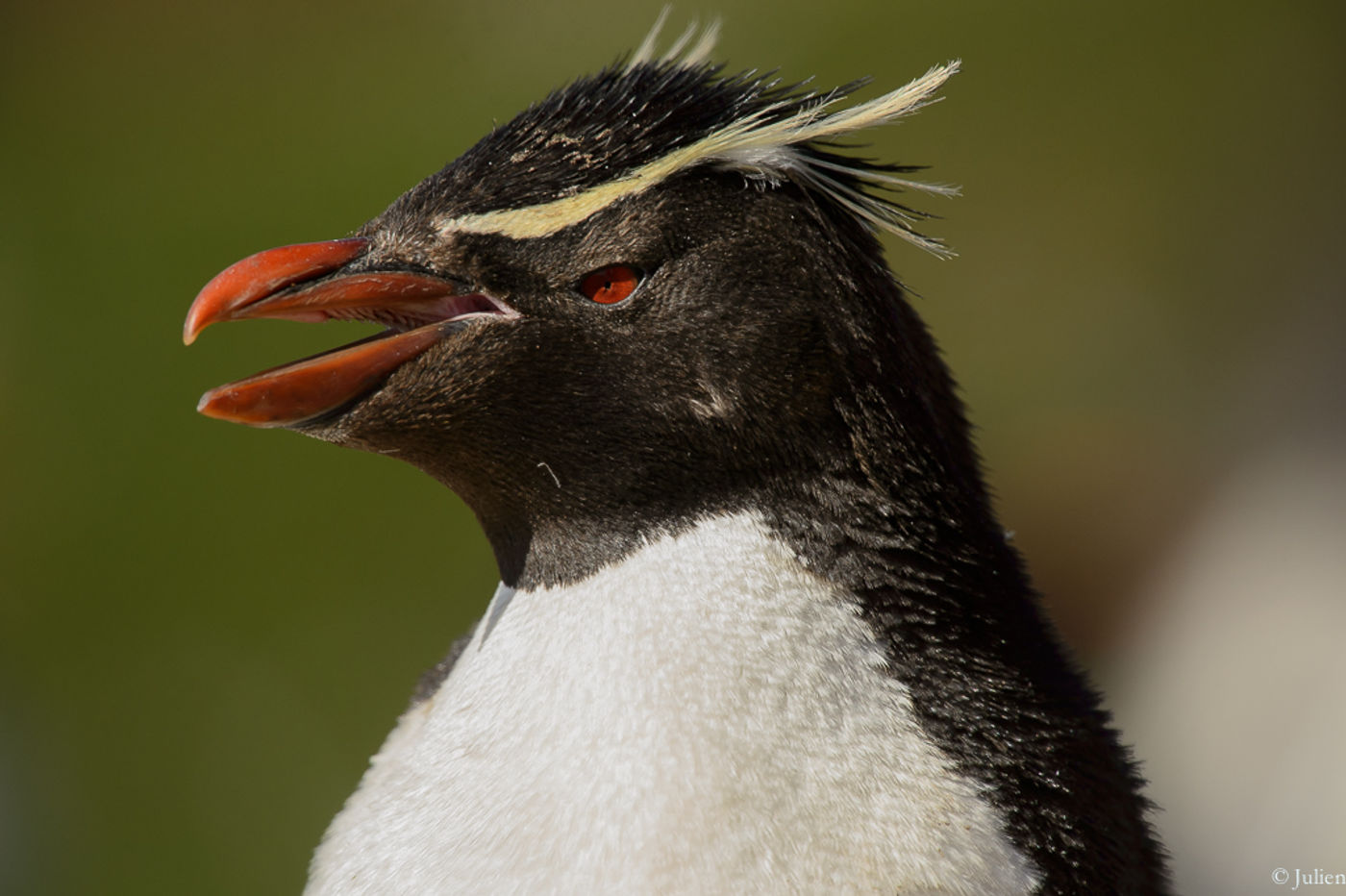 Rockhopper penguin. © Julien Herremans