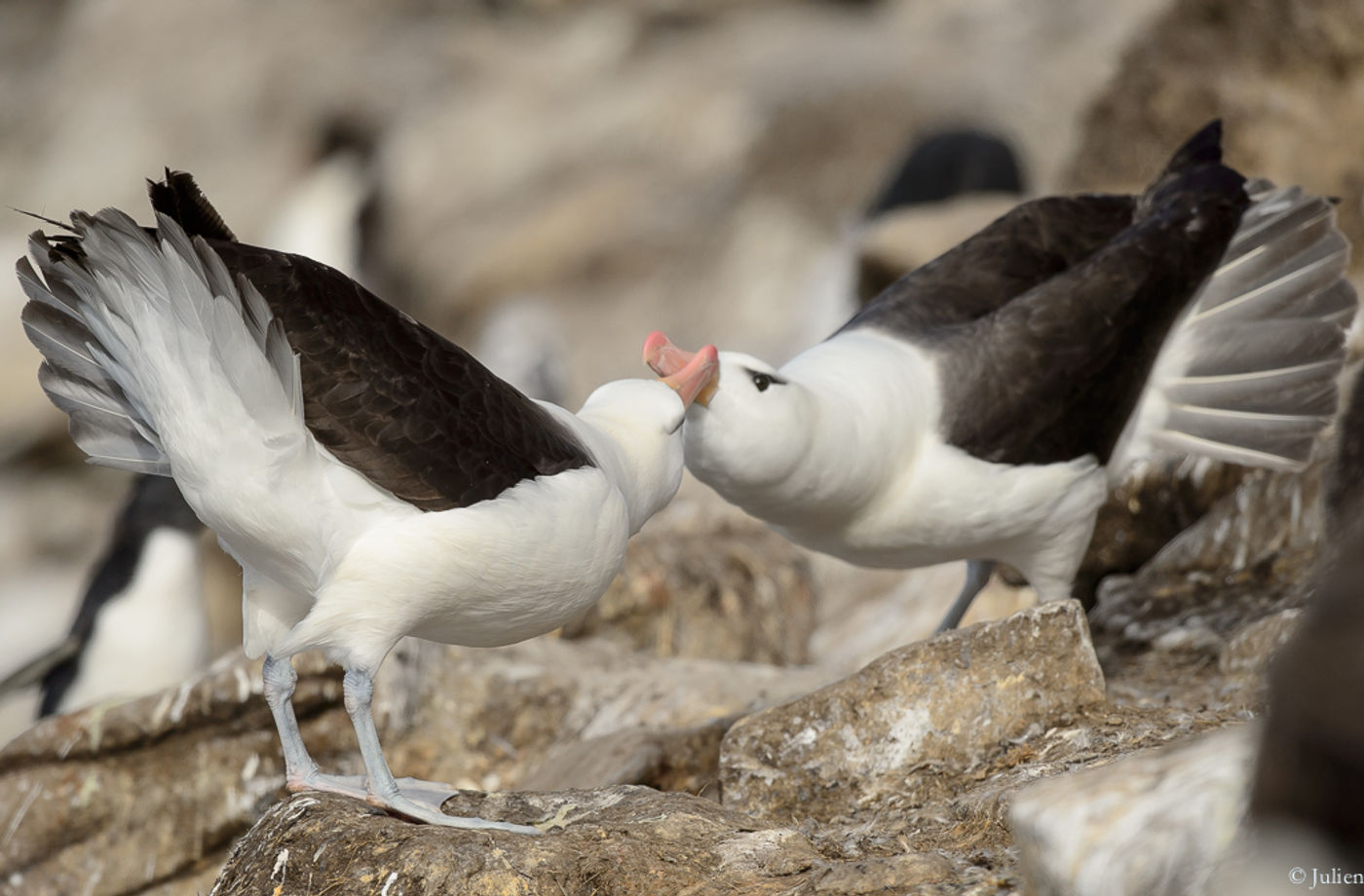 Liefdesdans black-browed albatross. © Julien Herremans