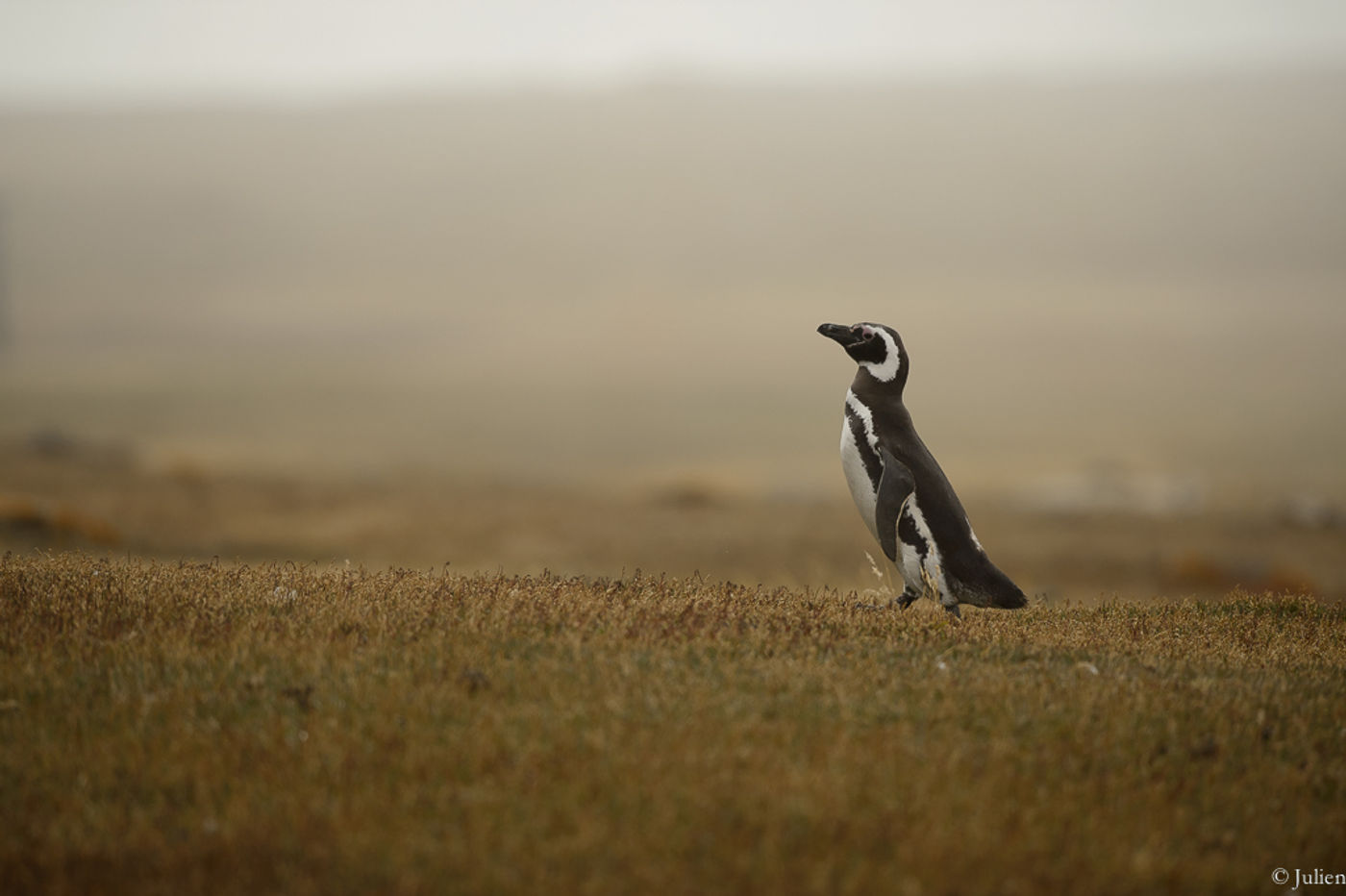 Magellanic penguin. © Julien Herremans