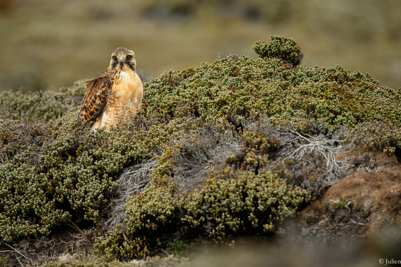 Variable hawk. © Julien Herremans