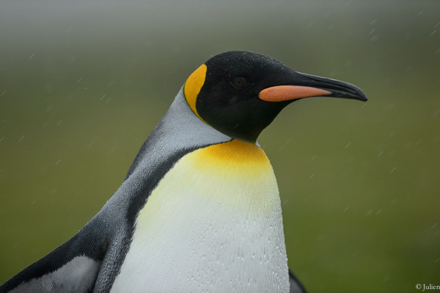 King penguin. © Julien Herremans