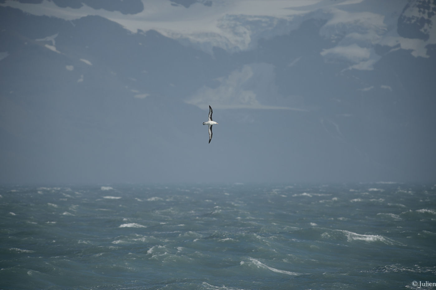 Black-browed albatross. © Julien Herremans