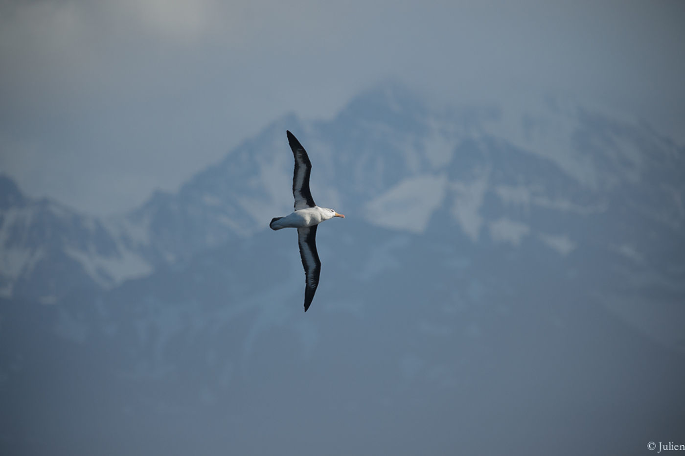 Black-browed albatross. © Julien Herremans