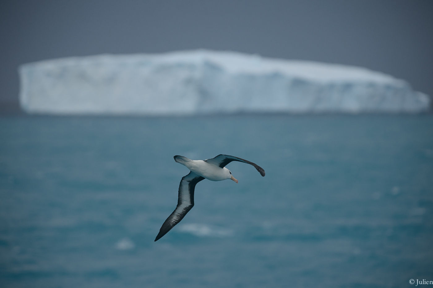 Black-browed albatross. © Julien Herremans