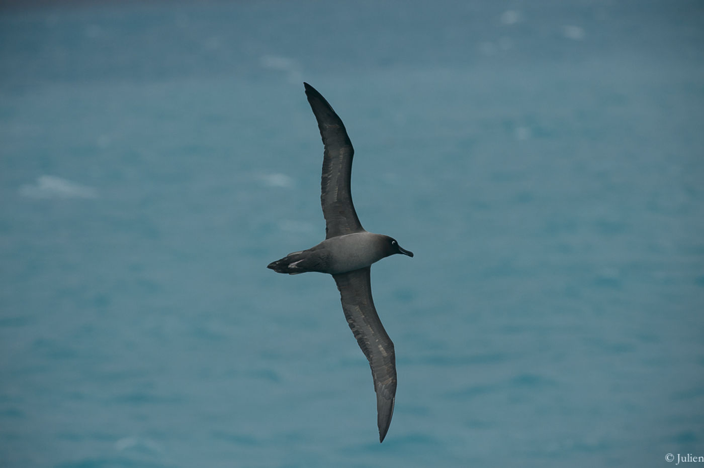 Light-mantled albatross. © Julien Herremans