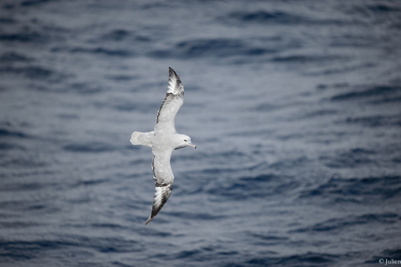 Antarctic fulmar. © Julien Herremans