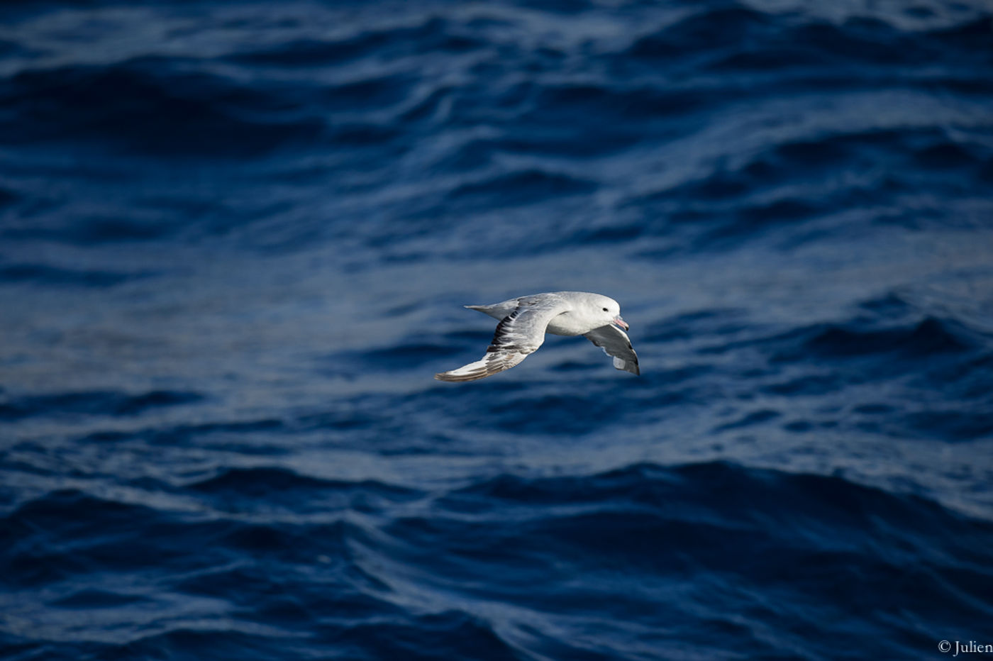 Antarctic fulmar. © Julien Herremans