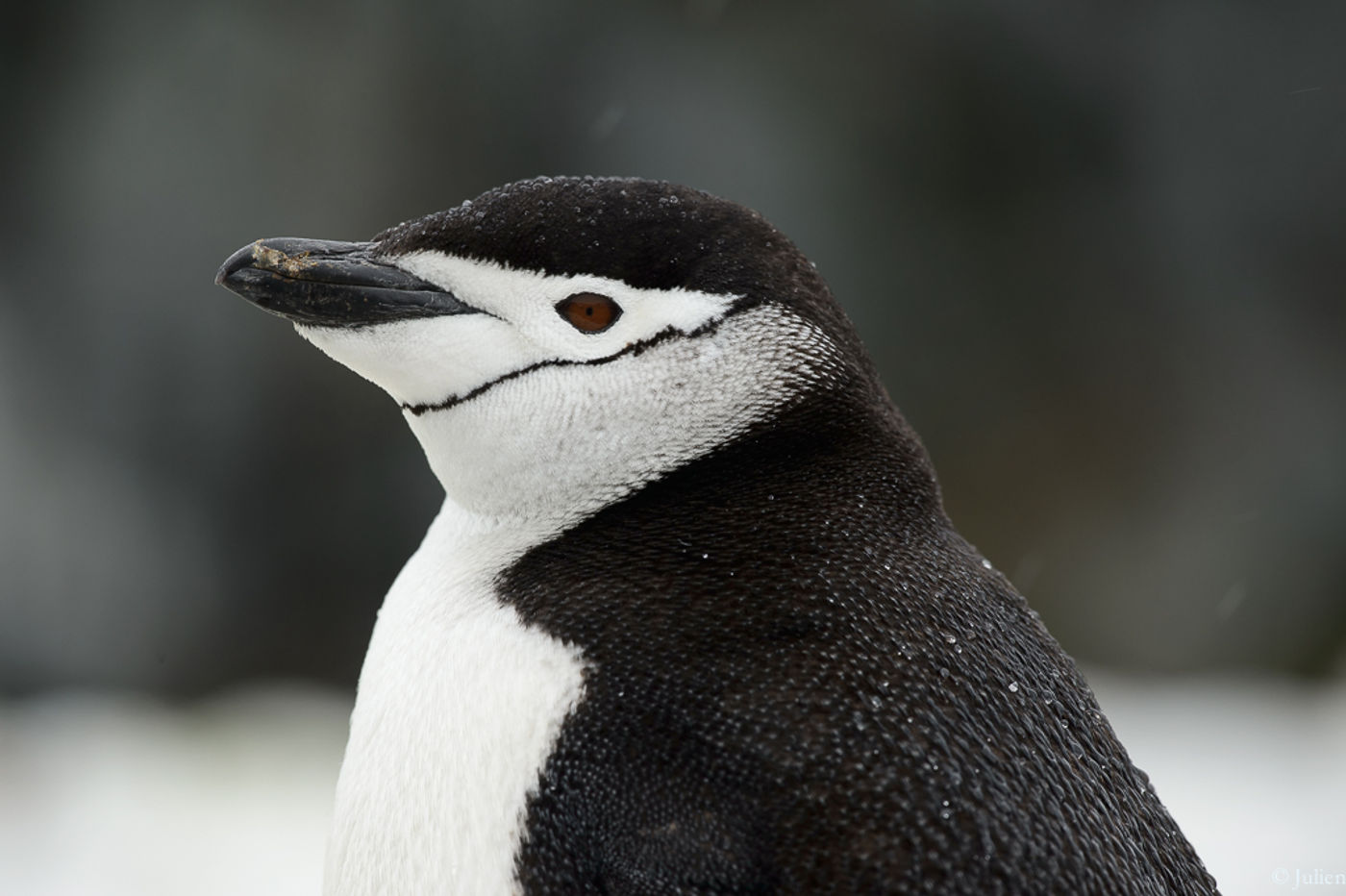 Chinstrap penguin. © Julien Herremans