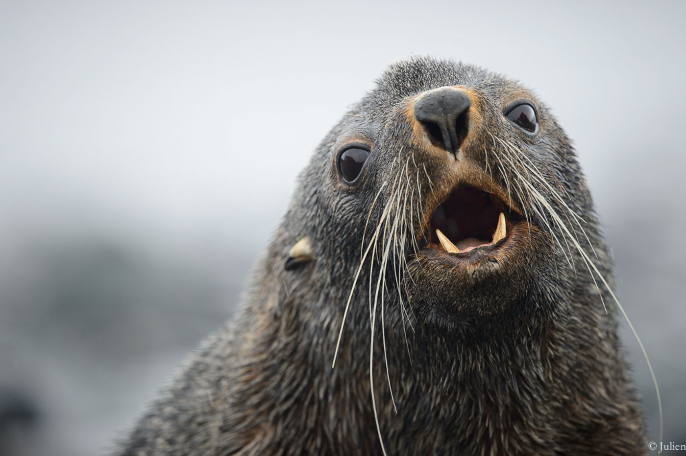 Antarctic fur seal. © Julien Herremans