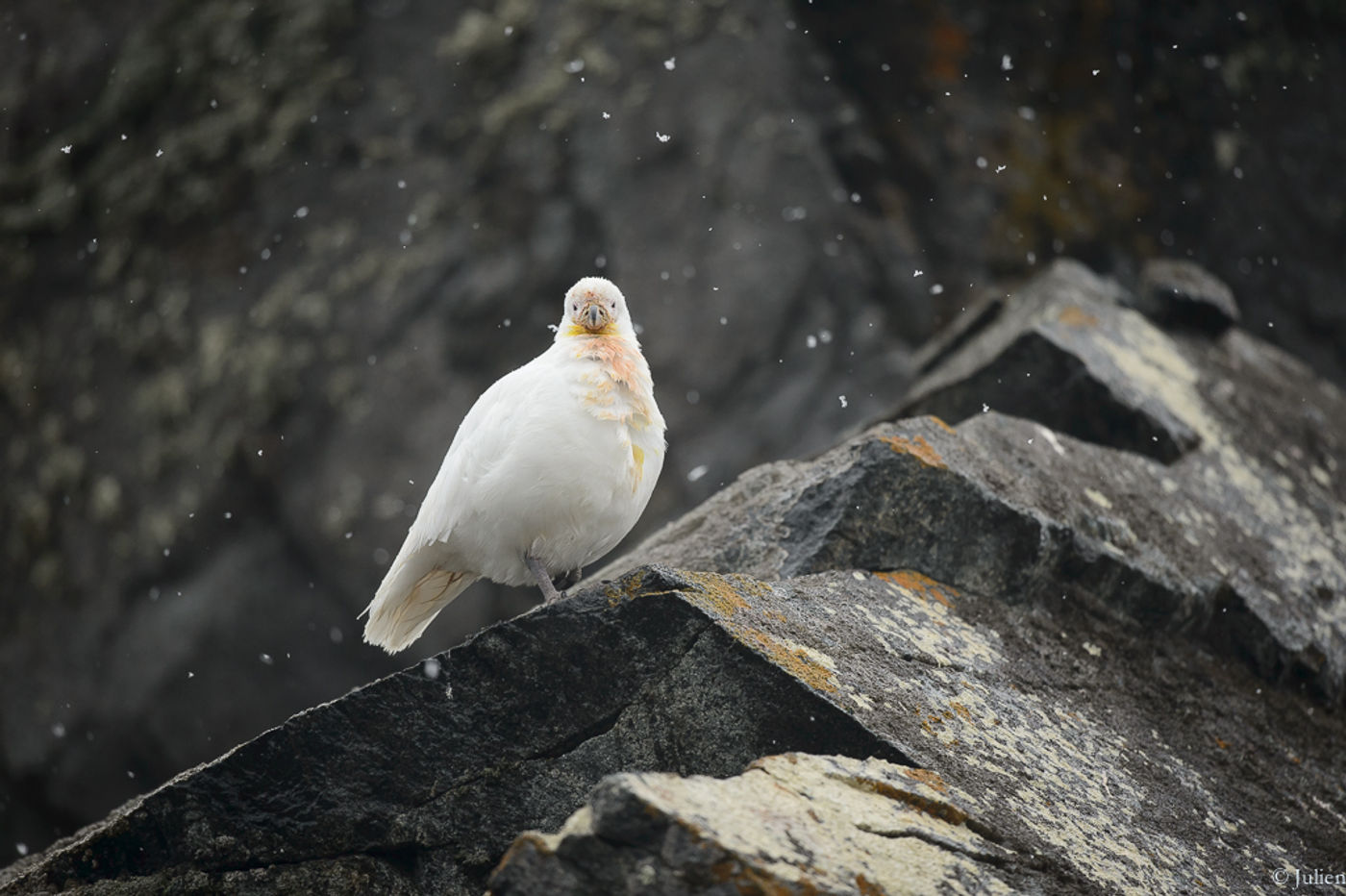 Snowy sheatbill. © Julien Herremans