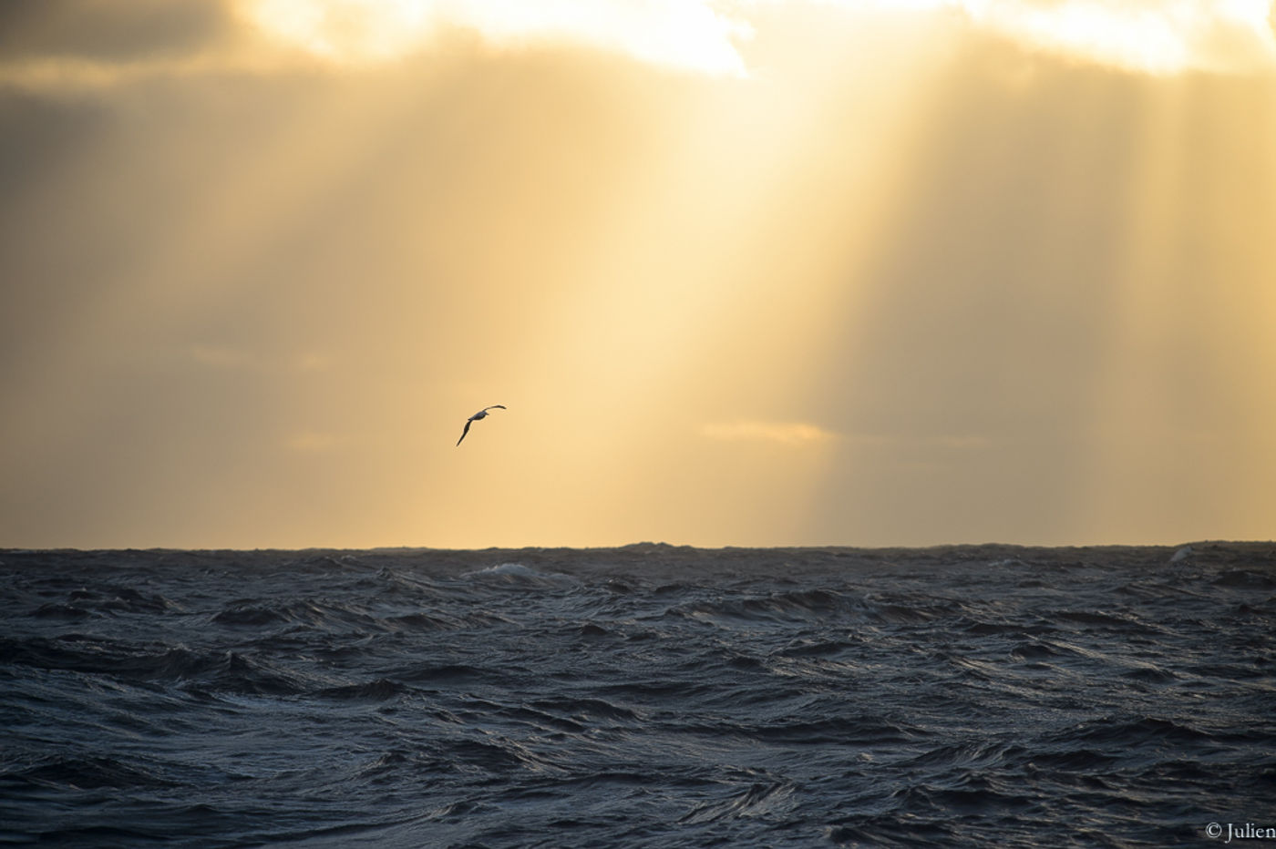 Wandering albatross. © Julien Herremans