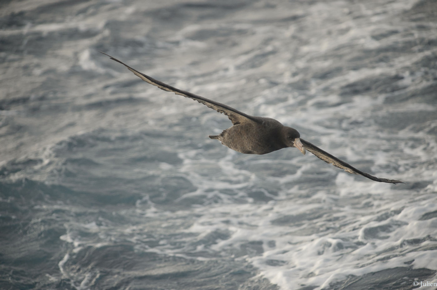 Southern giant-petrel. © Julien Herremans