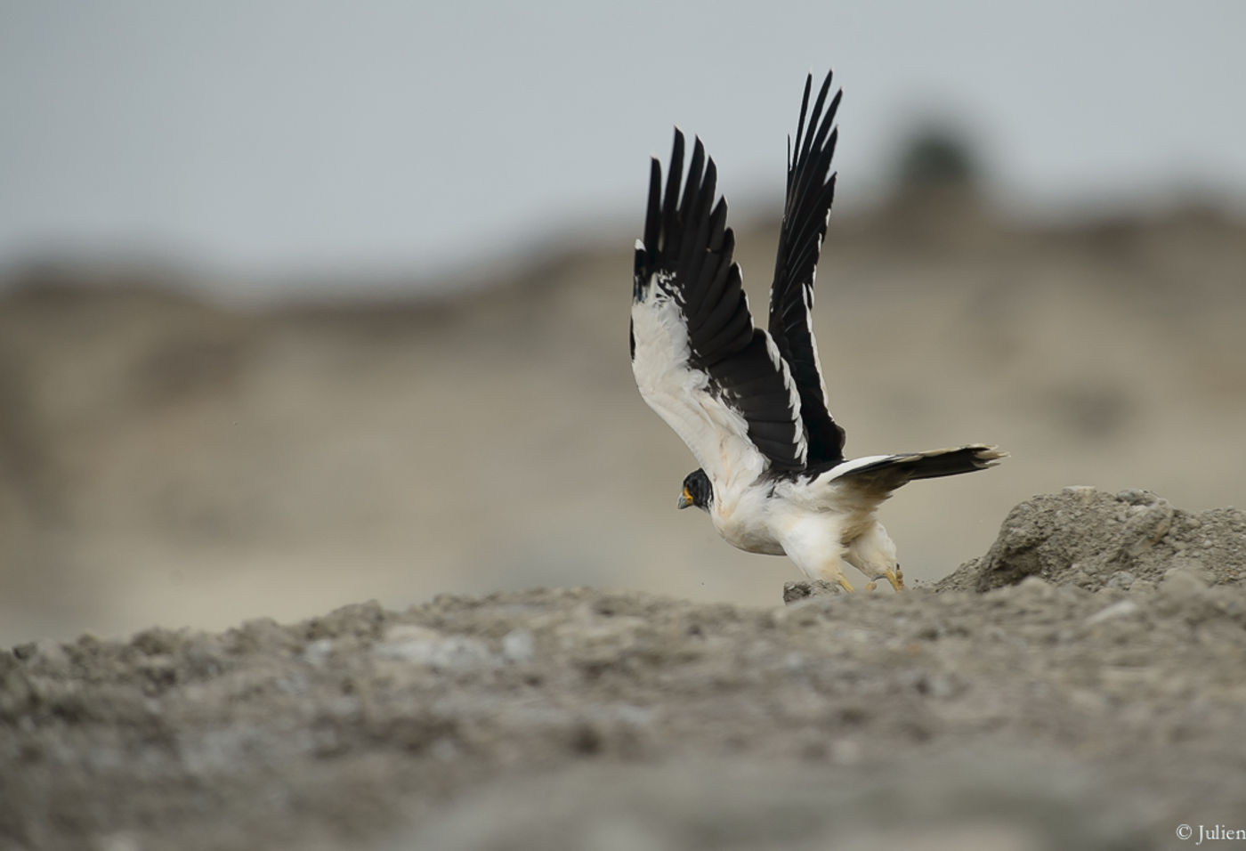 White-throated caracara. © Julien Herremans